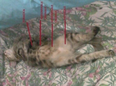 tumore mammario nel gatto