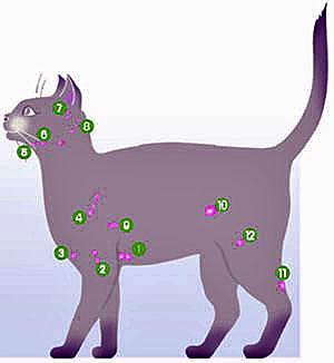 linfonodi nel gatto.jpg