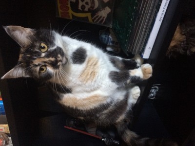 Priscilla