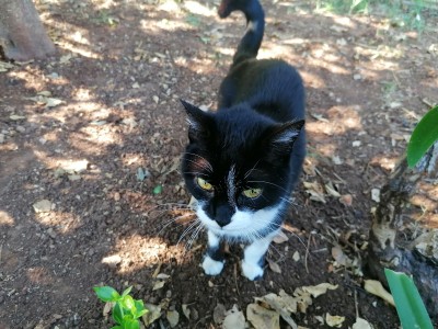 Nicú in giardino